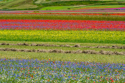Fields striped with colours of wildflowers create endless opportunities for landscape photography